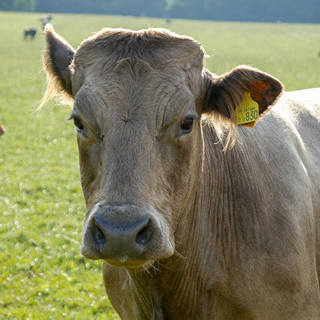 Holiday cottage rental – Norden Farm, Corfe Castle, Dorset